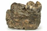 Cretaceous Fossil Heteromorph (Scaphites) Ammonite - Utah #266730-1